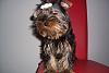 Should I gave up on taping her ears?-lilly-yorkshire-terriers-5-months-2-600-x-400-.jpg