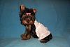 Should I gave up on taping her ears?-lilly-19-weeks-yorkie-300-x-200-.jpg