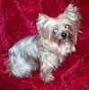 Dixie is 13 today-dixie13years-006-600-x-450-.jpg