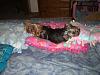 The girls love their beds from Cinq1964-cimg6672.jpg