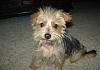What is my resuced yorkie mix mixed with?-bella1.jpg