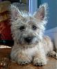 What is my resuced yorkie mix mixed with?-bailey_cairn08.jpg_w450.jpg