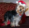 Post your Yorkies Christmas Picture!-100_25432.jpg