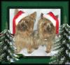 Post your Yorkies Christmas Picture!-19.jpg