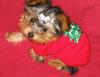 Post your Yorkies Christmas Picture!-new3aa.jpg