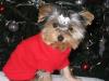 Post your Yorkies Christmas Picture!-keep1.jpg