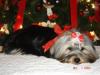 Post your Yorkies Christmas Picture!-album-5-300-320-x-240-.jpg