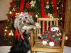 Post your Yorkies Christmas Picture!-album-5-308-320-x-240-.jpg