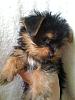I need a name for this pup, I need help!-todas2-093.jpg