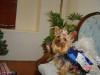 Post your Yorkies Christmas Picture!-olivia-aimee-christmas-2005-015.jpg