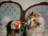 Post your Yorkies Christmas Picture!-olivia-aimee-christmas-2005-001.jpg