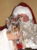Post your Yorkies Christmas Picture!-macie-xmas-card3.jpg