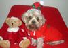 Post your Yorkies Christmas Picture!-sammi-xmas-hat-sweater-2.jpg