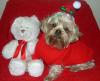Post your Yorkies Christmas Picture!-sammi-xmas-wink.jpg