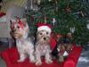 Idea/challenge for those with 3 or more yorkies!-christmas-3.jpg