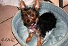 What kind of yorkie is she?-l_dcf57635576c4df4affd7f8f2b21fcc4.jpg