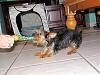 What kind of yorkie is she?-l_b0852d27fbbc4aa88074be2769de73ce.jpg