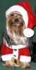 Post your Yorkies Christmas Picture!-santawoof.jpg