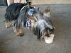 Doggie Bakery Day!-roxie-bday-072.jpg