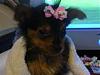 new to yorkie talk just wanna say hi-family-pics-076.jpg