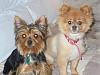 new to yorkie talk just wanna say hi-family-pics-171.jpg