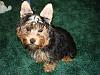 What kind of yorkie is she?-rily2.jpg