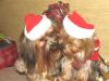 Post your Yorkies Christmas Picture!-kissin.jpg