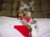 Post your Yorkies Christmas Picture!-dsc06876.jpg