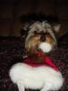 Post your Yorkies Christmas Picture!-dsc06806.jpg