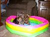 I want to get them to go in the pool.-cimg6857.jpg