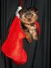 Post your Yorkies Christmas Picture!-maddiestocking.jpg