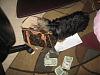 Is your Yorkie a Klepto?-laci.jpg