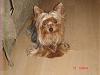 How much does your yorkie weigh?-daddy-bigger.jpg