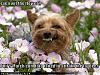 Lol dogs pictures posted here:-128891293004919155.jpg