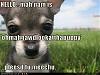 Lol dogs pictures posted here:-cute-puppy-pictures-pleesd-meechu.jpg