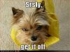 Lol dogs pictures posted here:-funny-dog-pictures-srsly-off.jpg