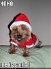 Lol dogs pictures posted here:-ho-ho-me-santa-cute-puppy-pictures-costume-loldogs.jpg