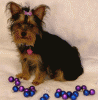 Post your Yorkies Christmas Picture!-sophie-christmas-balls-4.gif
