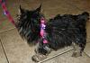 Good harness for small yokie?-img_4698.jpg