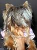 For those with ponies/top knots-floptop-004.jpg