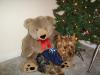Post your Yorkies Christmas Picture!-mybear2.jpg