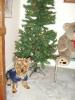 Post your Yorkies Christmas Picture!-tree1.jpg