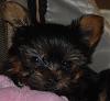 question about a tiny pup-dsc_0007.jpg