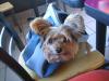 Taking your Yorkie with you...-dunkin.jpg