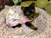 hello. I"m new so i thought I'd introduce myself-awesomemileyresized.jpg