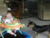 pics of 10 pound yorkies or over-p1010033.jpg