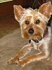 pics of 10 pound yorkies or over-img_2090.jpg