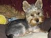 Matted hair and color changes-dsc01325-small-.jpg