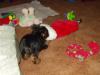 Post your Yorkies Christmas Picture!-xmas-stocking.jpg