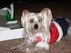Morkie/Yorktese pup coloring-new-years-147.jpg